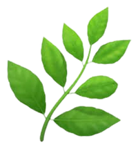 Herbs